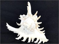 Murex Ramosus Sea Shell
