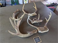 Lot of Deer Skulls/Antlers 2