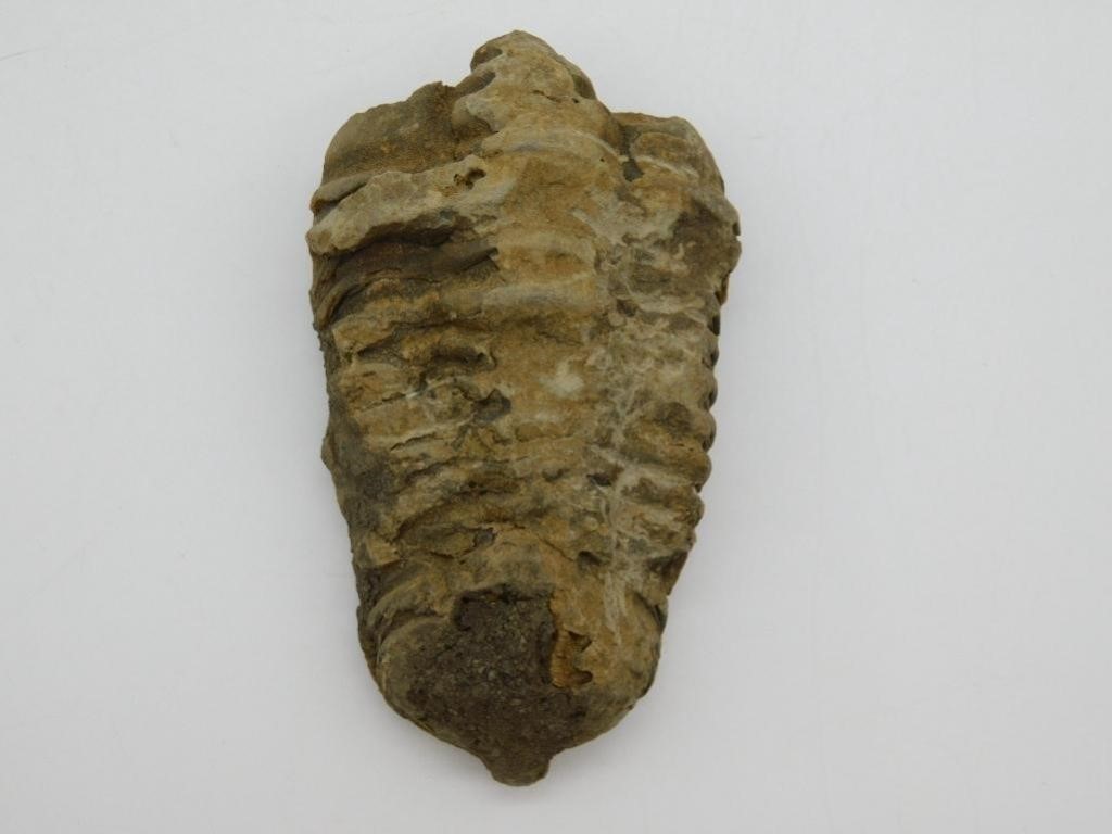 TRILOBITE FOSSIL ROCK STONE LAPIDARY SPECIMEN