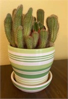 Healthy Cactus in Planter