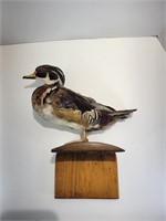 Taxidermy Duck