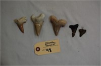 Polished Shark Teeth & Pendant Tooth