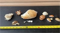 Sea Shell from around the world
