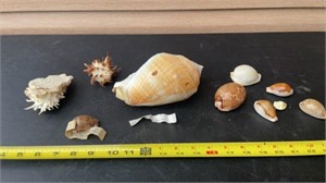 Sea Shell from around the world