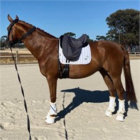 (VIC) ARCHIE - WARMBLOOD GELDING