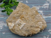 ENCHODUS FOSSIL ROCK STONE LAPIDARY SPECIMEN