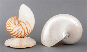 Nautilus Shell Specimens, 2