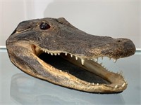Alligator Taxidermy Head