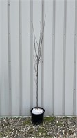 Forest Pansy Redbud (Lot of 1 Tree)