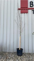 Red Maple (Lot of 1 Tree)