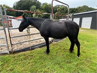 (NSW) FROSTY - STOCK HORSE X QH GELDING