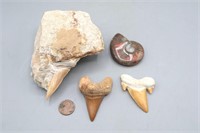 3 Shark Teeth & Opalized Ammonite Fossil