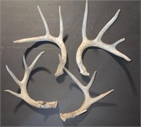 Two Sets of Antlers