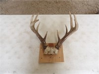 Deer Antler Mount