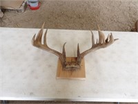 Deer Antler Mount