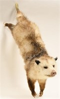 Full Body Taxidermy Hanging Opossum