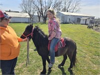 3y/o stud pony used in petting zoo/rides
