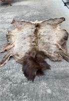 Large Elk Hide  in good condition, professionally