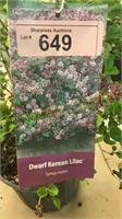 3 gallon Dwarf Korean Lilac