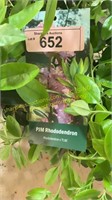 3 gallon P.J.M. Rhododendron