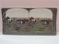 Antique Stereoview Card Cattle