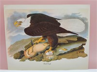 Bald Eagle James Audubon Bird Print 8 x11"