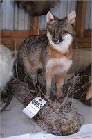 Red Fox Mount