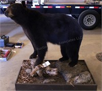 Black Bear on Log Mount