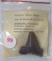 Florida sharks tooth 1 1/2".
