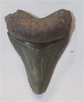 Shark tooth 2".
