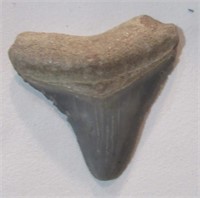 Shark tooth 1 3/4".