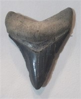 Shark tooth 2 1/4".