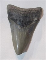 Shark tooth 2 1/2".