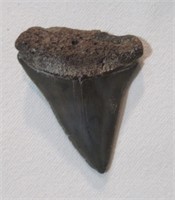 Shark tooth 1 1/2".