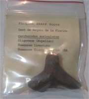 Florida shark tooth 2".