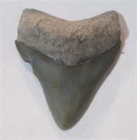 Shark tooth 2 1/8".