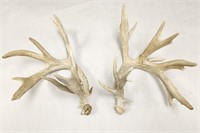Pair of Non-Typical Antlers