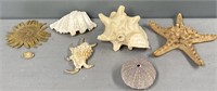 Sea Shells & Starfish Lot Collection