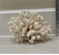 Real Coral MCM 10” wide nothing broken