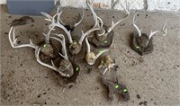 Deer Antler lot, with ornamental wood