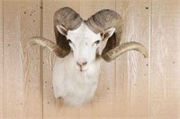 Texas Dall Sheep Shoulder Mount