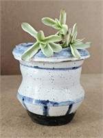 LIVE Succullent in Art Pottery Mud Planter