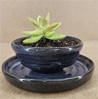 LIVE Succulent in Pottery Planter