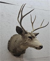 10pt Deer Mount