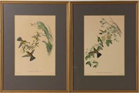 Two Gould & Richter Hummingbird Prints