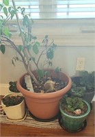 Group of plants and pots