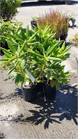 (4) Haaga Rhododendron Plants