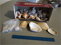 Sea Shells & Coral