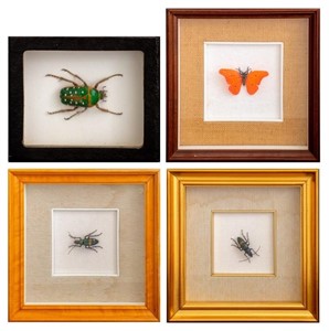 Vittorio Costantini Art Glass Insect Models, 4