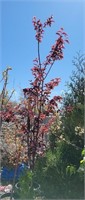 Krauter vesuvius Purple Leaf Plum 6ft+